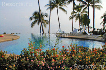 Coconut Paradise 47